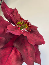 Burgundy Poinsettia Spray