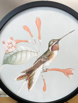 Round Hummingbird Print - 2 Styles