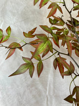 Green Brown Nandina Stem