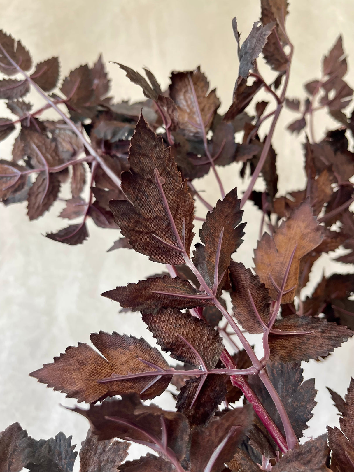 Cimicifuga Ramosa Leaf Spray