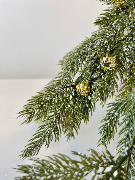 Frosted White Spruce