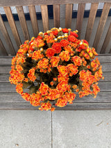21" Fabulous Fall Mum Planter Insert