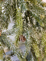 Frosted White Spruce