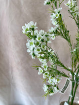 Snowed White Waxflower Spray