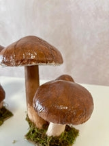 Rimini Mushroom Assortment