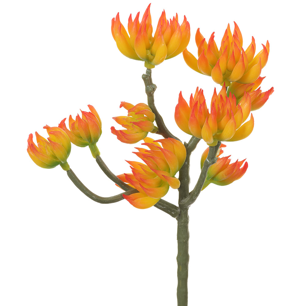 Orange & Yellow Spike Aeonium Pick