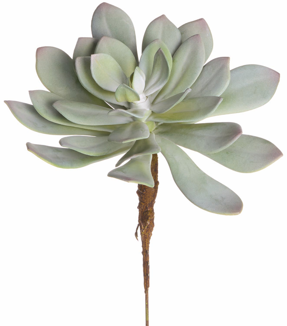 UV Protect Dusty Aeonium Pick