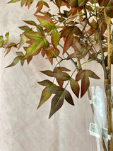 Green Brown Nandina Stem