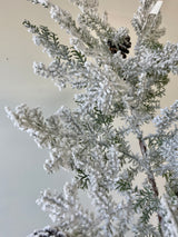 Snowy Hemingway Fir Spray