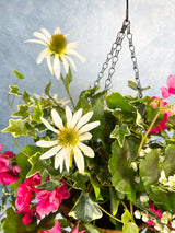 Pink Passion Hanging Basket Kit