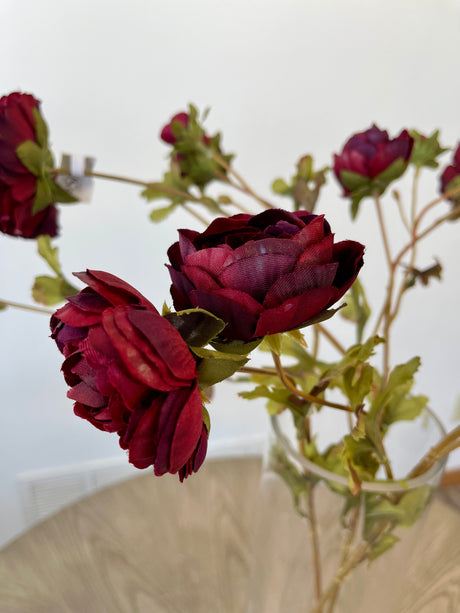 Burgundy Abundance Ranunculus