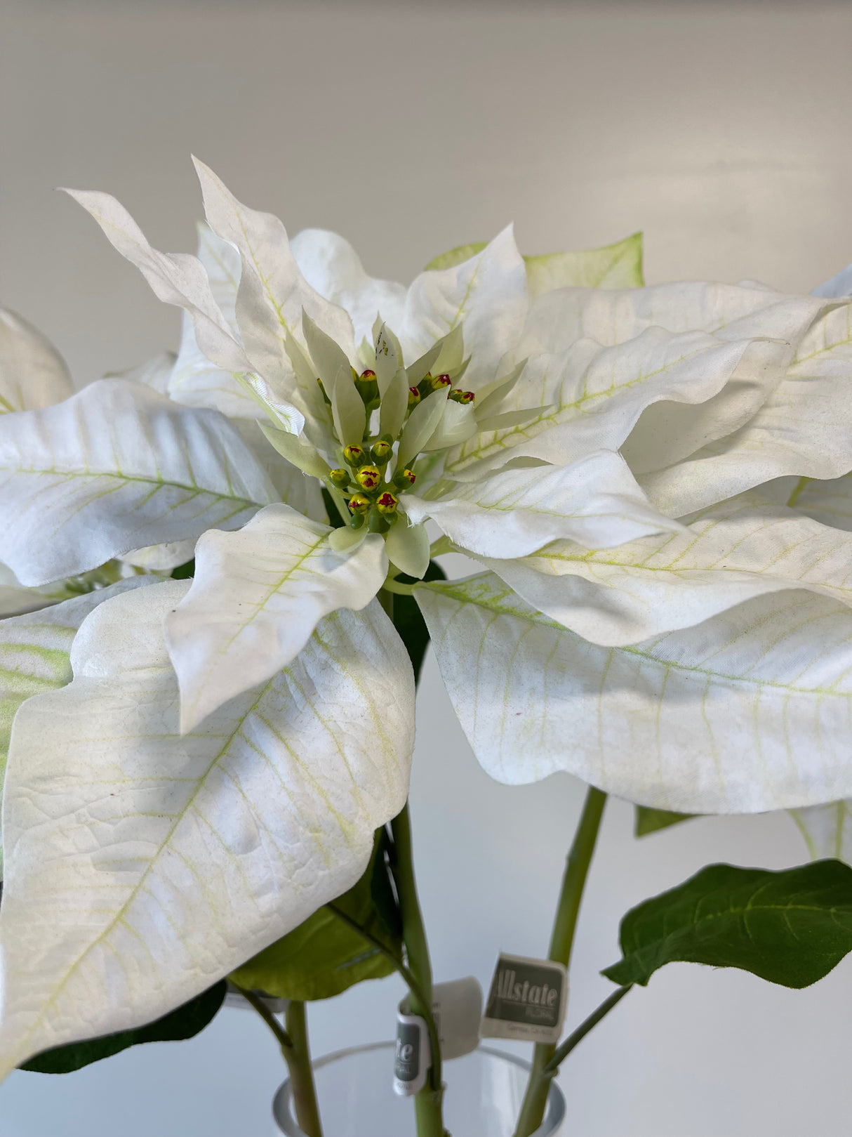 Winter White Poinsettia Spray