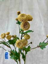 Beige Tansy Spray