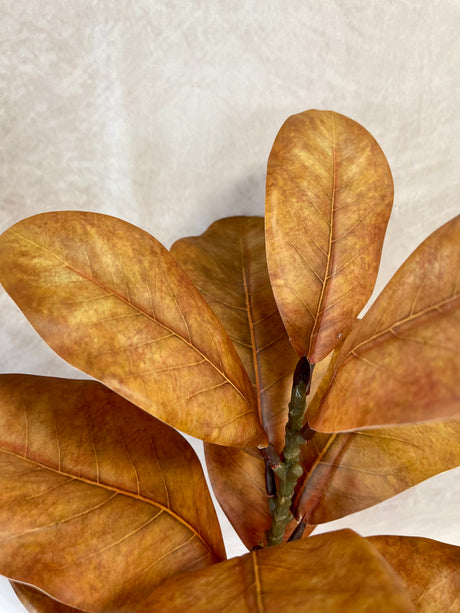 Autumnal Magnolia Spray