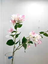 Greenhouse Pink Bougainvillea Spray