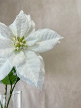 Snowed White Poinsettia Spray