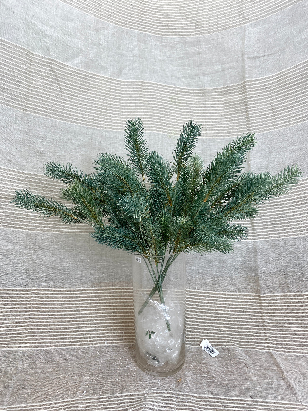 Blue Green Round Tip Pine Bush