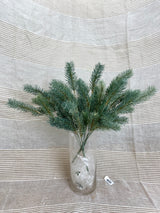 Blue Green Round Tip Pine Bush