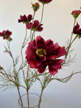 Burgundy Cosmos Spray With Bud