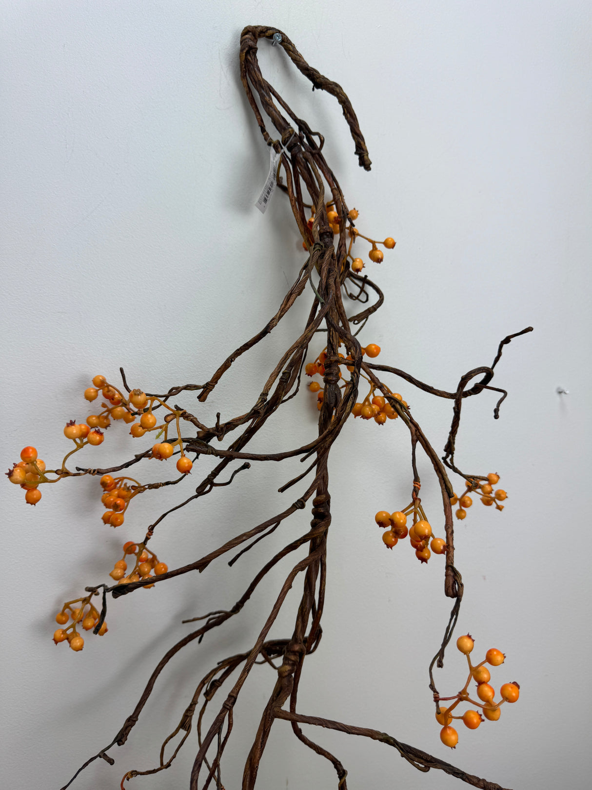 Bendy Bittersweet Branch