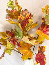Flame Maple Bush