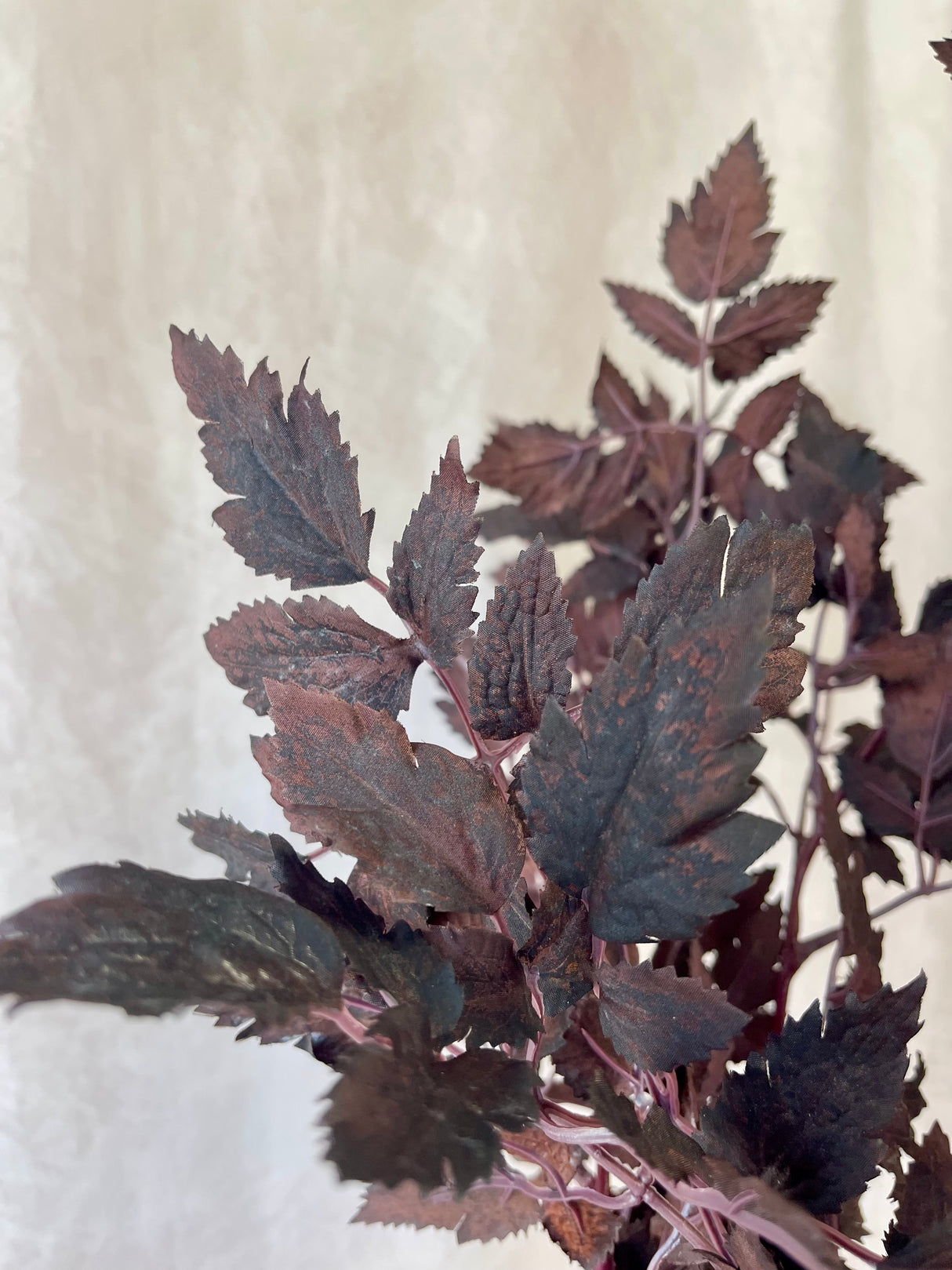 Cimicifuga Ramosa Leaf Spray