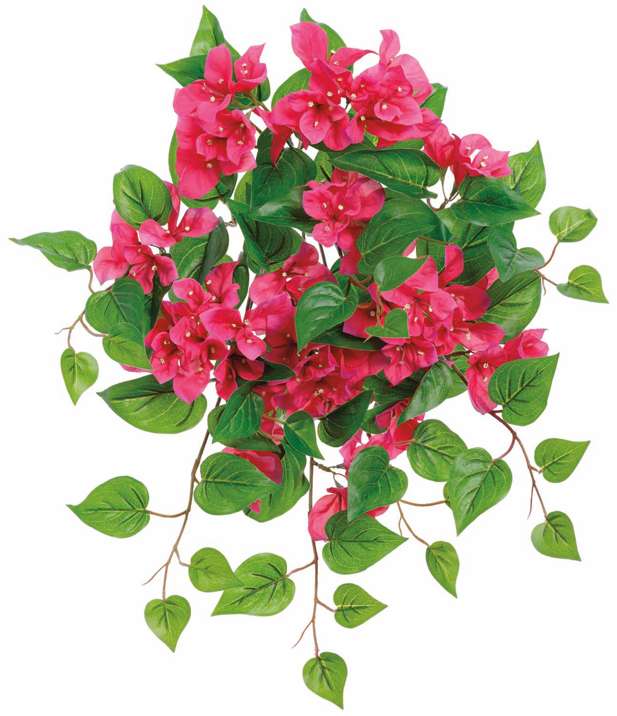 Beauty UV Protect Bougainvillea Bush