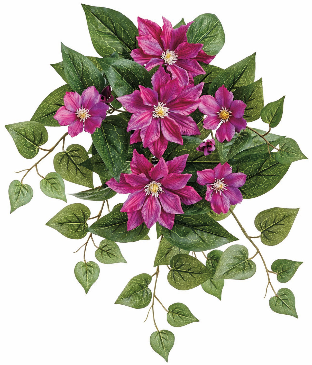 Magenta UV Protect Clematis Bush