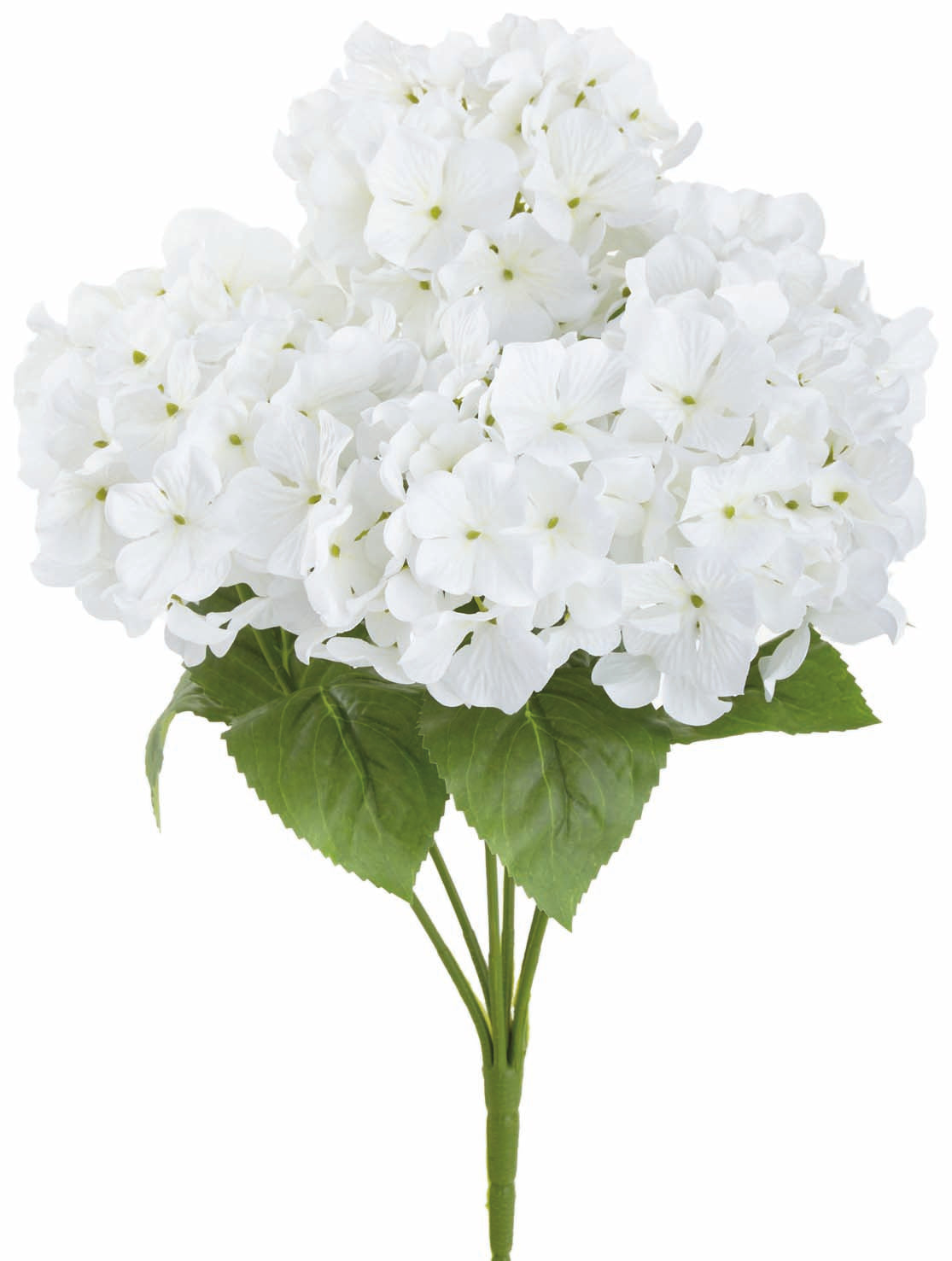 White UV Protect Hydrangea Bush