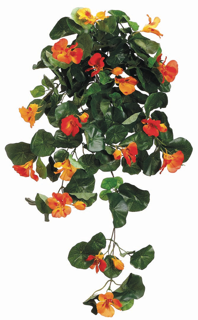 Orange Nasturtium Hanging Bush