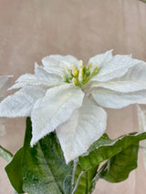 Snowed White Poinsettia Spray