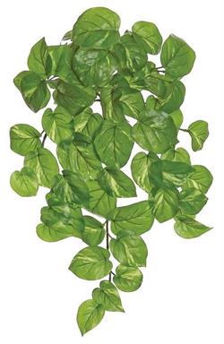 Athens Pothos Bush