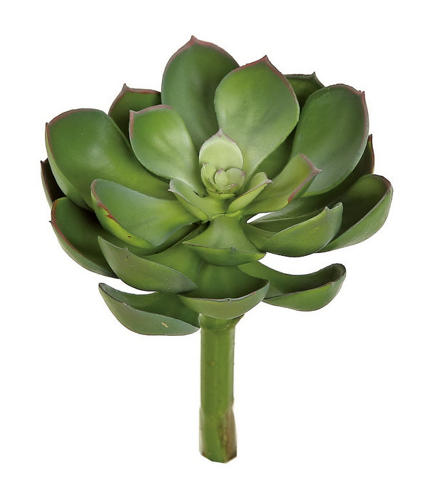 Sage Cup Leaf Succulent Rosette