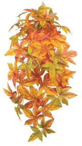 Japanese Maple Leaf Vine