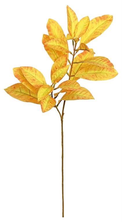 Gold Croton Bicolor Spray