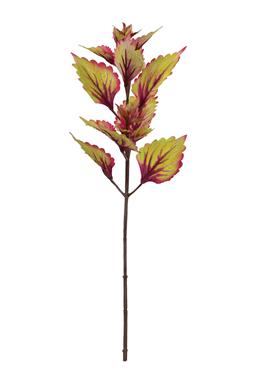 Hilo Autumn Coleus Pick