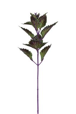 Hilo Purple Coleus Pick