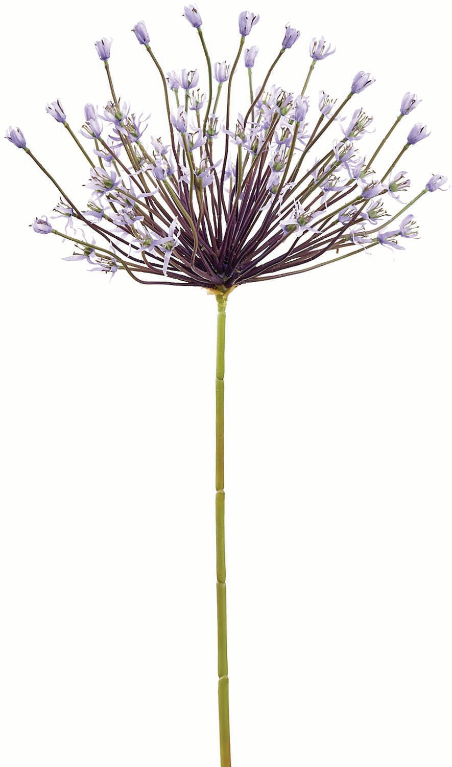 Giant Lavender Allium Spray