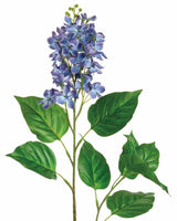 Blue Lilac Spray