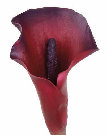 Burgundy Calla Lily Stem