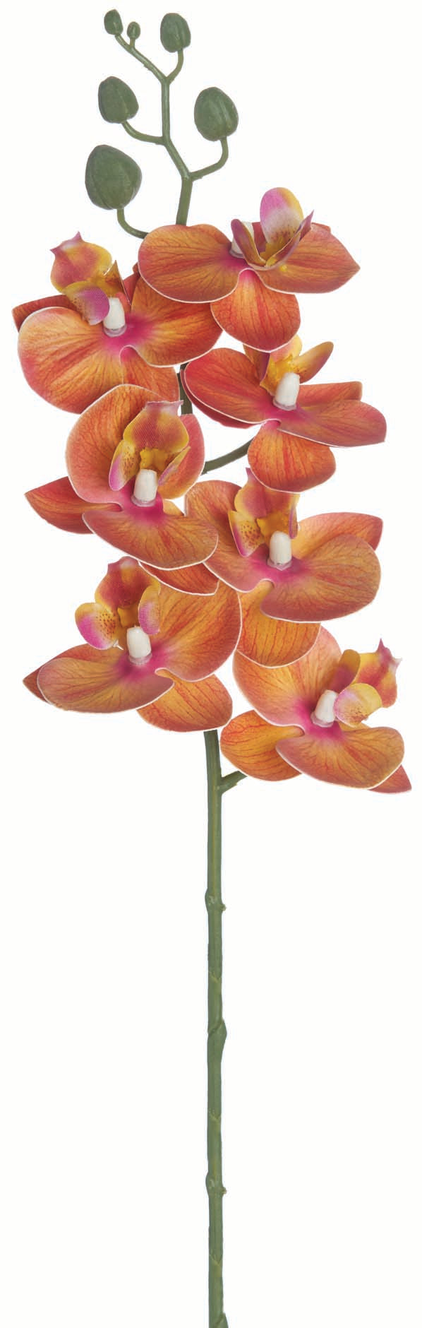 Orange Phalaenopsis Orchid Spray