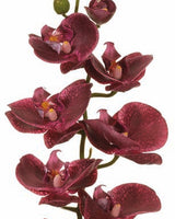 Plum Phalaenopsis Orchid Spray