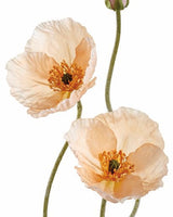 Cherish Poppy Spray