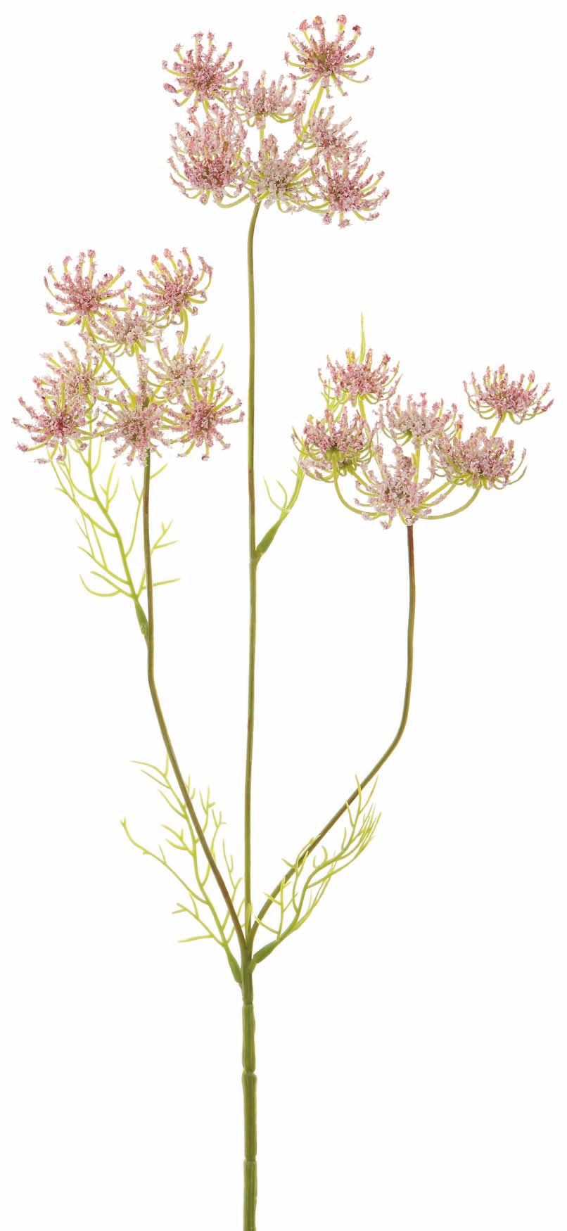 Pink Queen Anne's Lace Spray