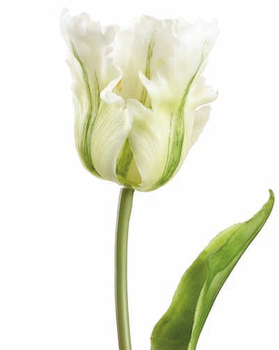 Cream/Green Real Touch Long Stem Tulip