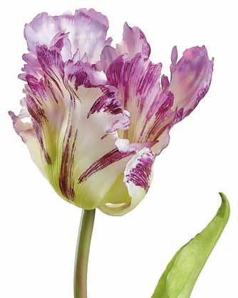 Purple/White Real Touch Long Stem Tulip