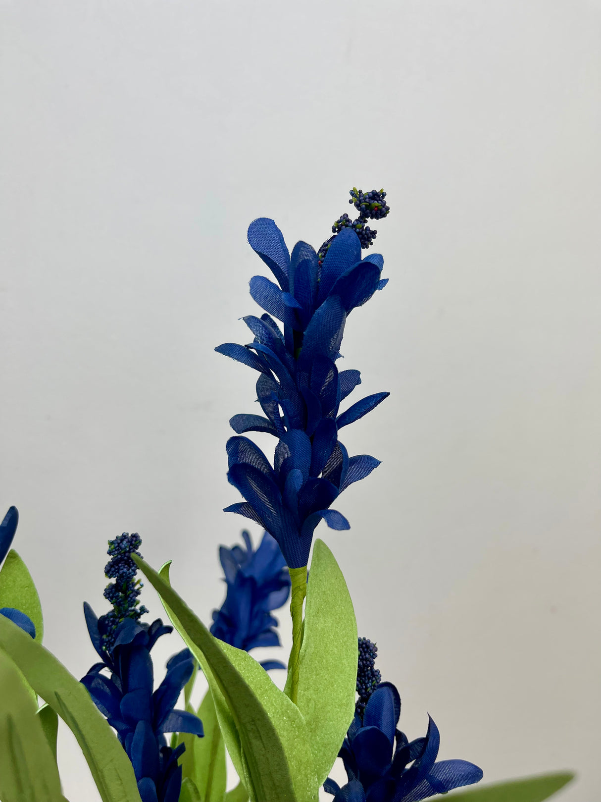 Blue Budding Firecracker Salvia Bush