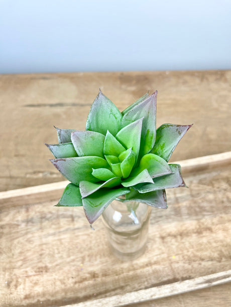 Green Purple Soft Echeveria Pick