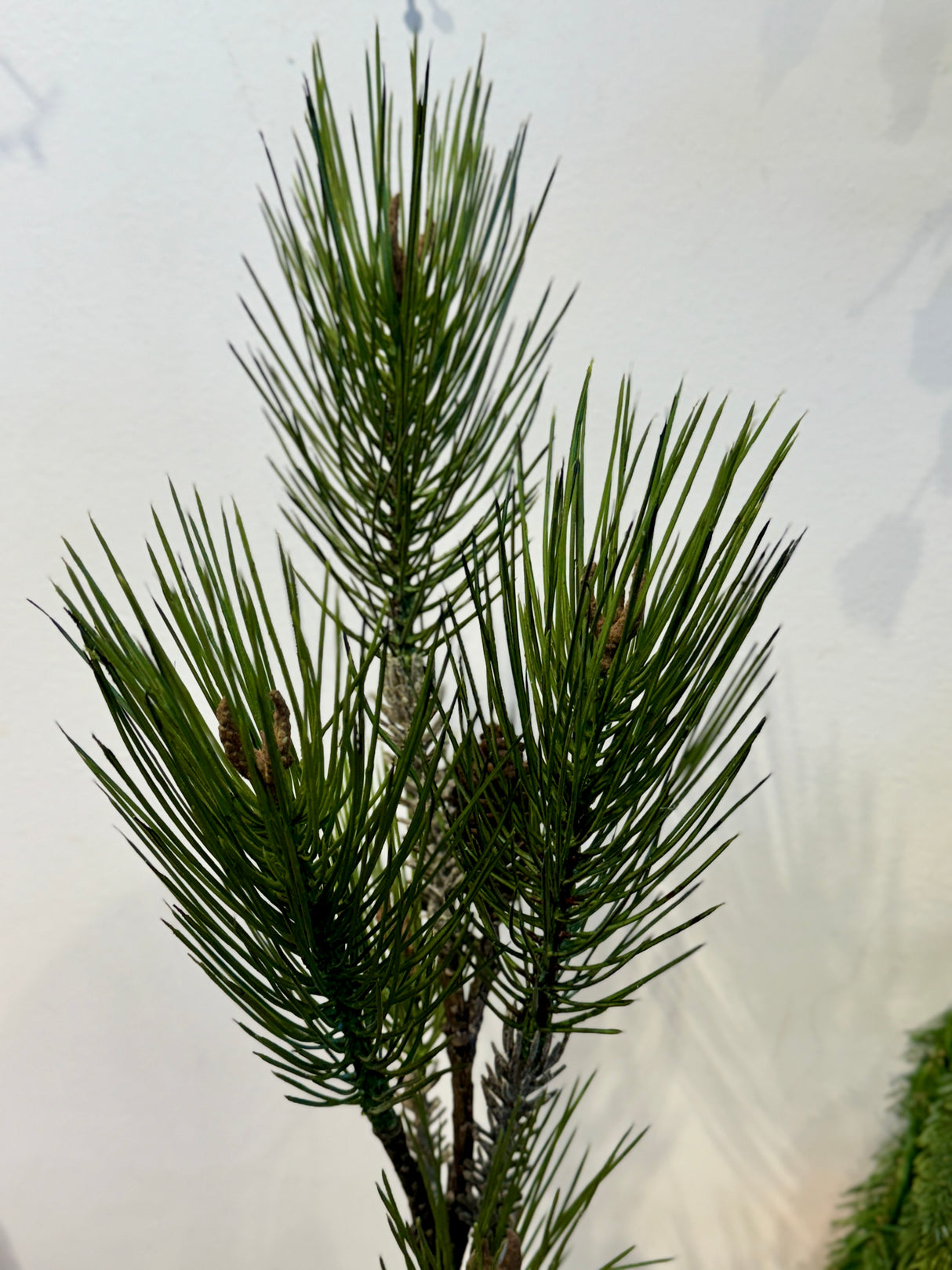 Long Needle Spruce Pine W/ Cones