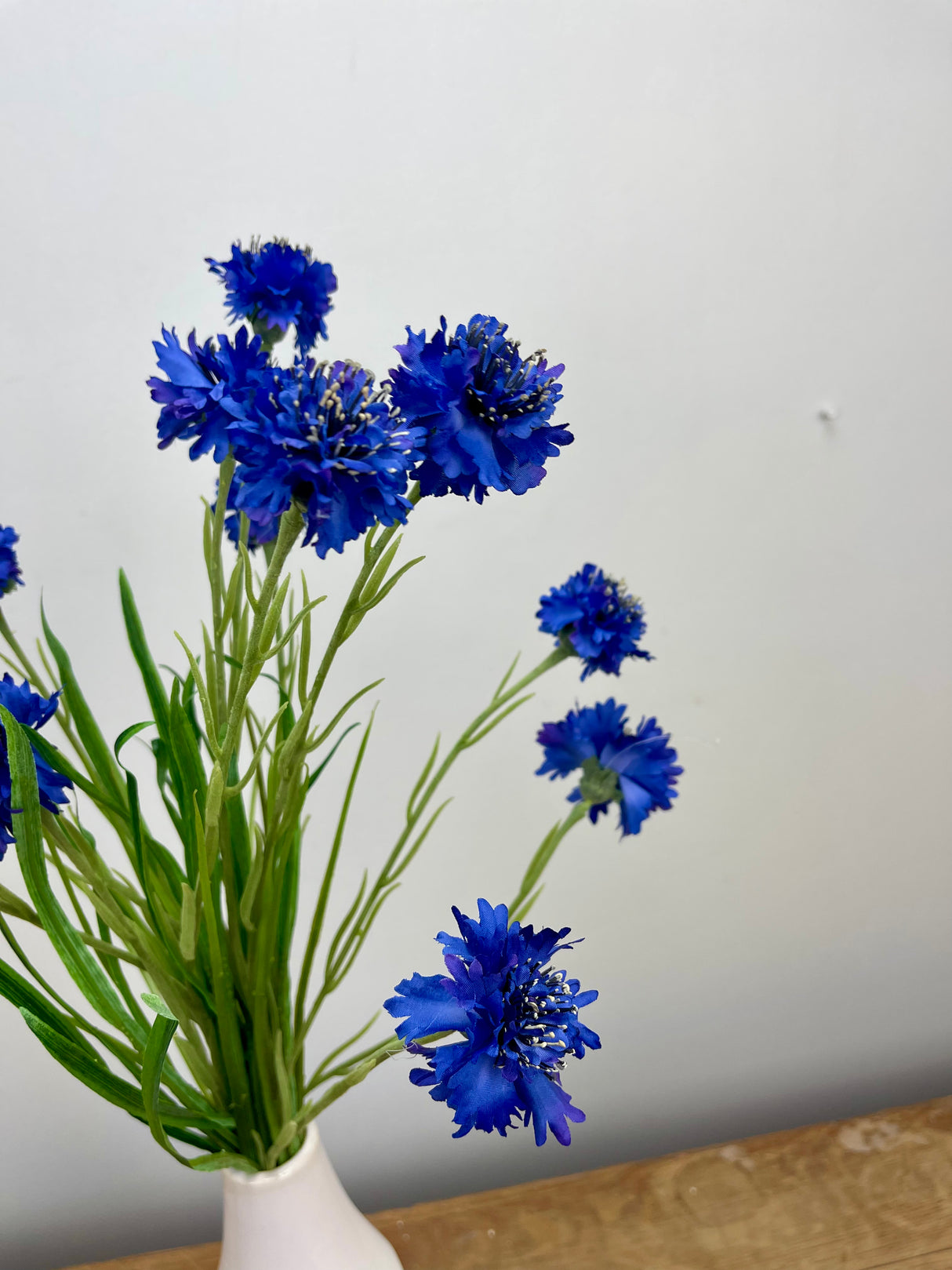 Blue Cornflower Bush